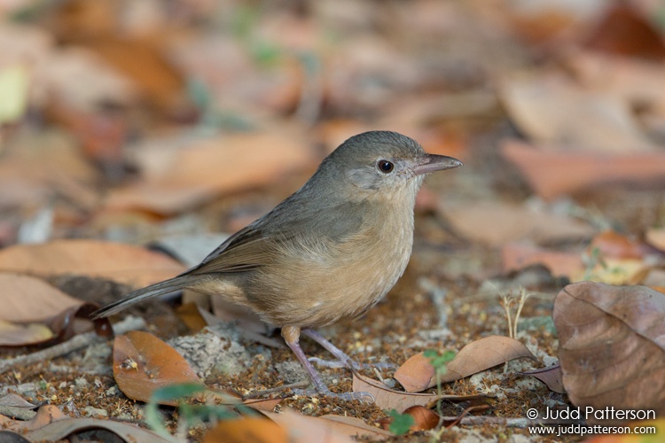Little Shrikethrush, Kingfisher Park, Queensland, Australia