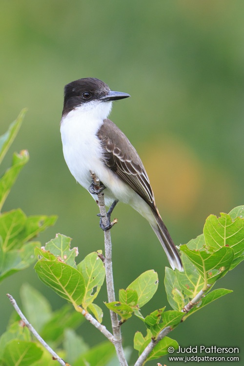 Loggerhead Kingbird, Jamaica