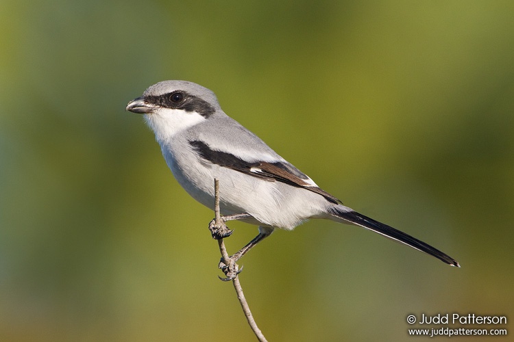 Loggerhead Shrike, Okaloacoochee Slough Wildlife Management Area, Florida, United States