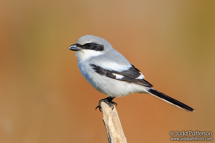 Loggerhead Shrike, Miami-Dade County, Florida, United States