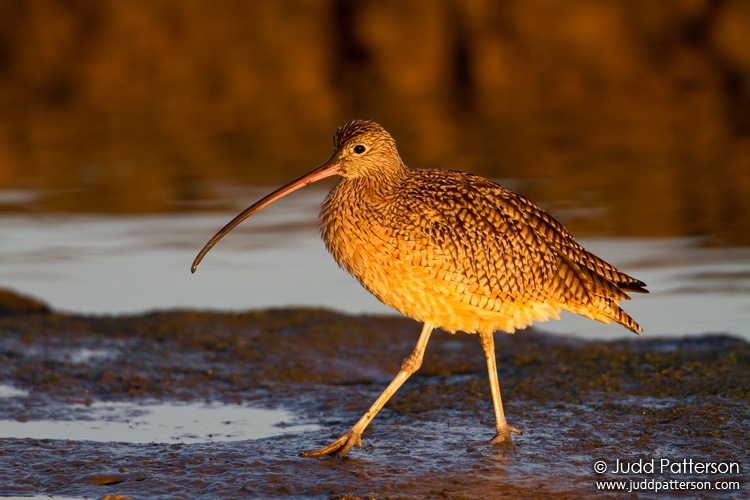 Long-billed Curlew, Bolsa Chica Ecological Reserve, California, United States
