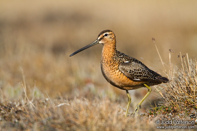 Long-billed Dowitcher, Barrow, Alaska, United States