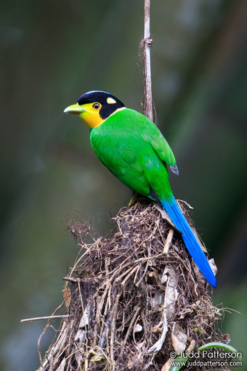 Long-tailed Broadbill, Kaeng Krachan National Park, Thailand