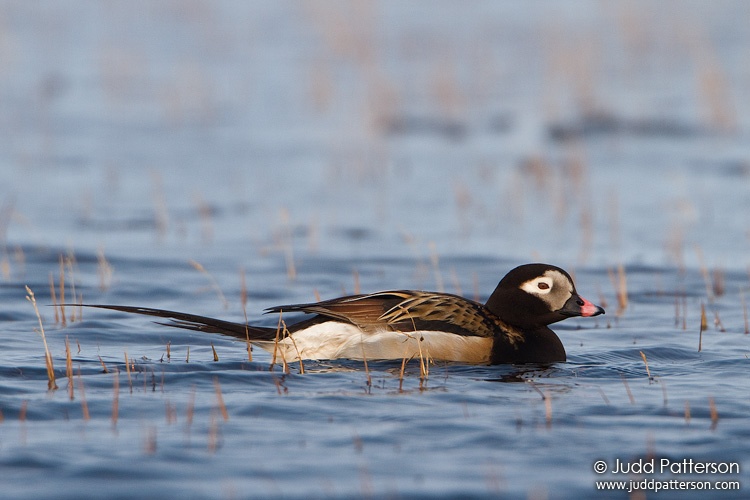 Long-tailed Duck, Barrow, Alaska, United States