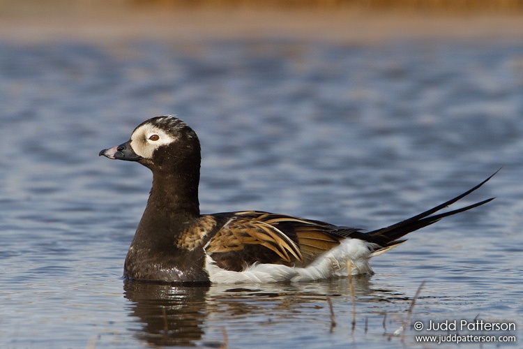 Long-tailed Duck, Barrow, Alaska, United States