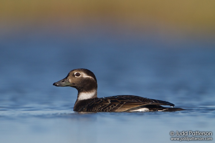 Long-tailed Duck, Seward Peninsula, Nome, Alaska, United States