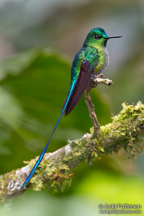 ------, Guango Lodge, Ecuador