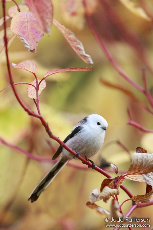 Long-tailed Tit, Treptower Park, Berlin, Germany