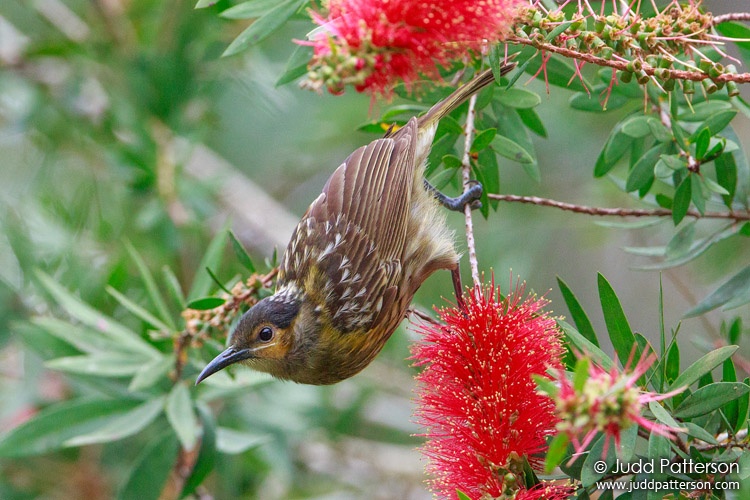 Macleay's Honeyeater, Kingfisher Park, Queensland, Australia