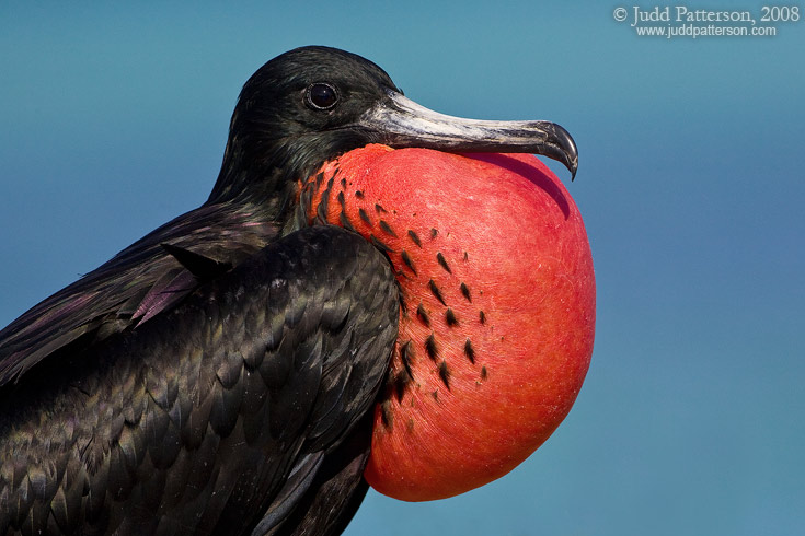 Magnificent Frigatebird, Dry Tortugas National Park, Florida, United States