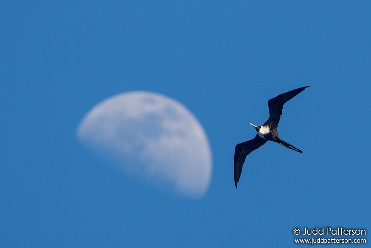 Magnificent Frigatebird, Dry Tortugas National Park, Florida, United States