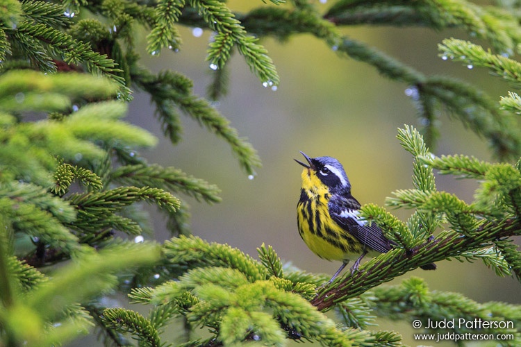 Magnolia Warbler, Piscataquis County, Maine, United States