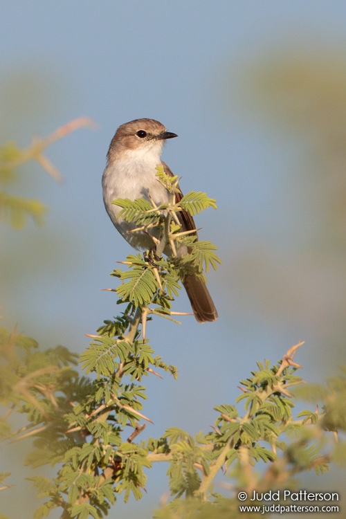 Mariqua Flycatcher, Moremi Game Reserve, Botswana