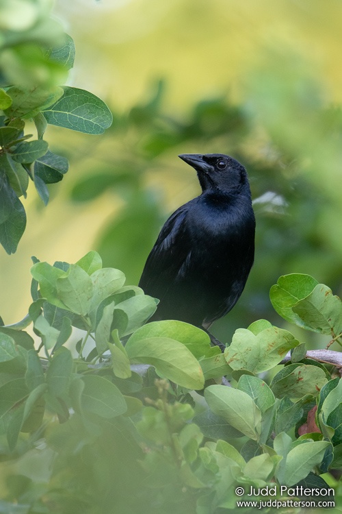 Melodious Blackbird, Placencia Resort, Belize
