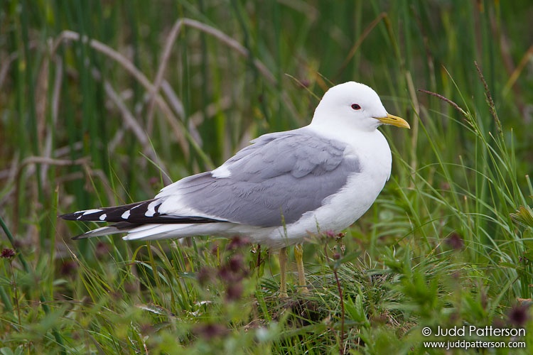 Mew Gull, Potter Marsh, Anchorage, Alaska, United States