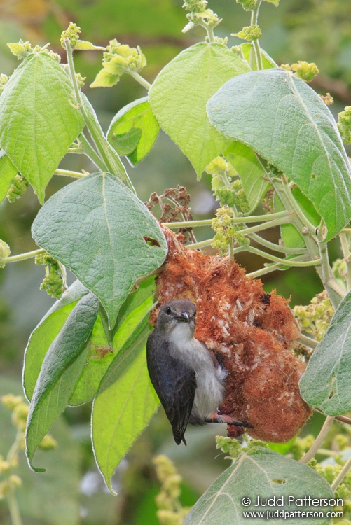 Mistletoebird, Kingfisher Park, Queensland, Australia