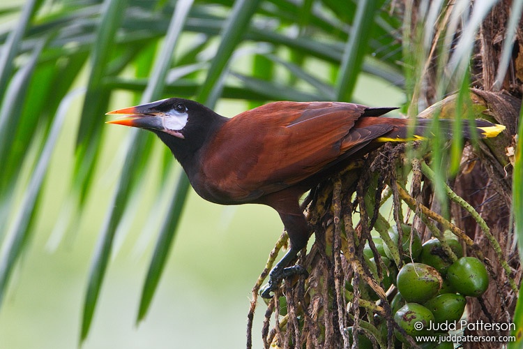 Montezuma Oropendola, Rancho Naturalista, Cartago, Costa Rica