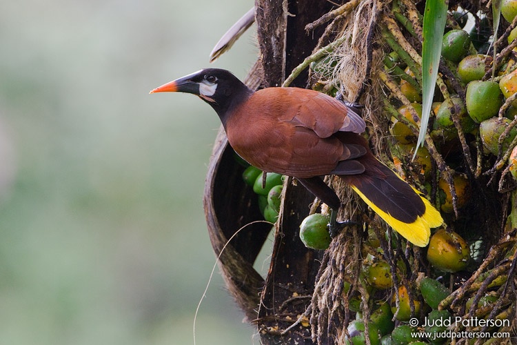 Montezuma Oropendola, Rancho Naturalista, Cartago, Costa Rica