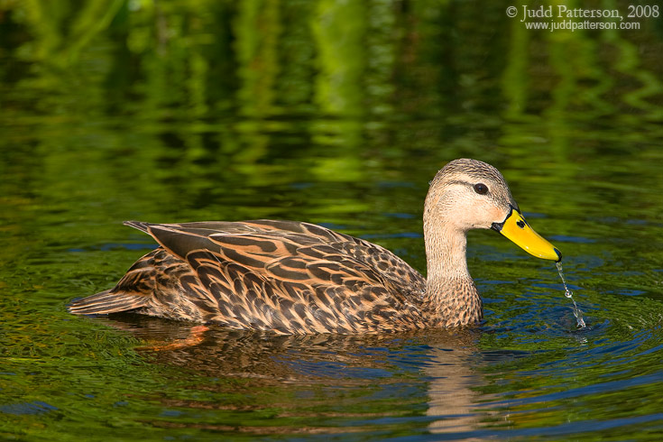 Mottled Duck, Green Cay Wetlands, Florida, United States