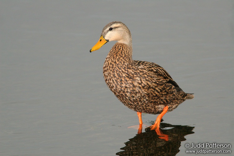 Mottled Duck, Wakodahatchee Wetlands, Florida, United States