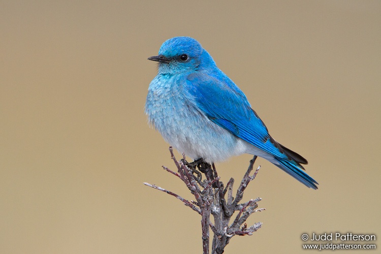 Mountain Bluebird, Rocky Mountain National Park, Colorado, United States