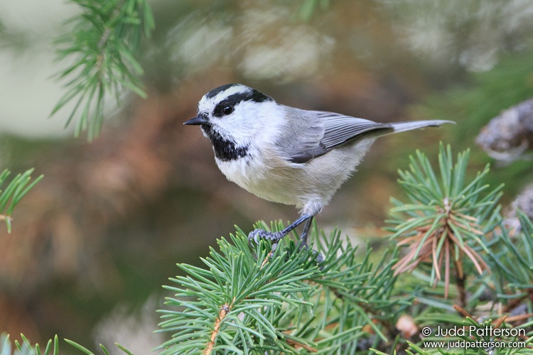 Mountain Chickadee, Wasatch-Cache National Forest, Utah, United States