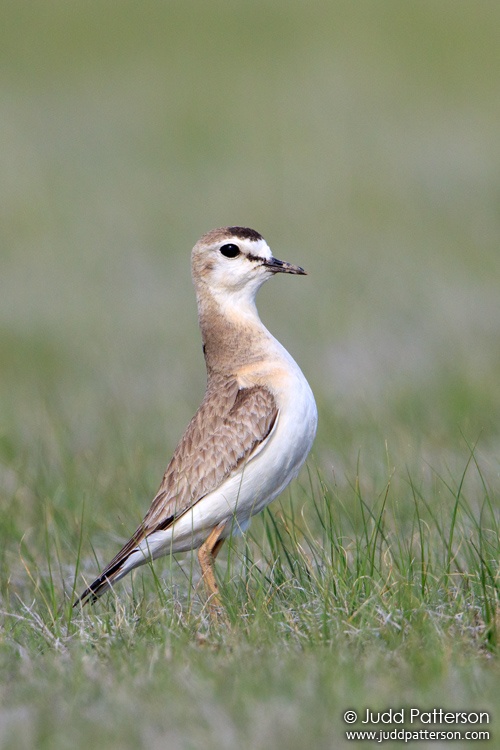 Mountain Plover, Pawnee National Grassland, Weld County, Colorado, United States