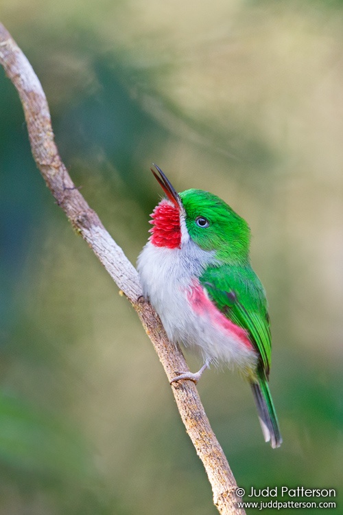 Narrow-billed Tody, Sierra de Bahoruco National Park, Dominican Republic