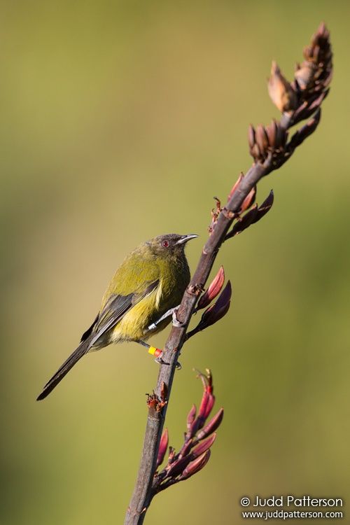 New Zealand Bellbird, Tiritiri Matangi Island, New Zealand
