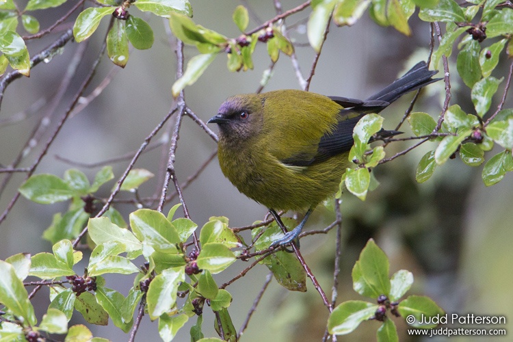 New Zealand Bellbird, Ulva Island, New Zealand