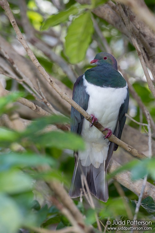 New Zealand Pigeon, Tiritiri Matangi Island, New Zealand