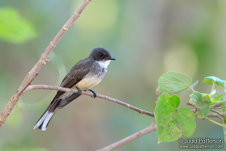 Northern Fantail, East Point Preserve, Darwin, Northern Territory, Australia
