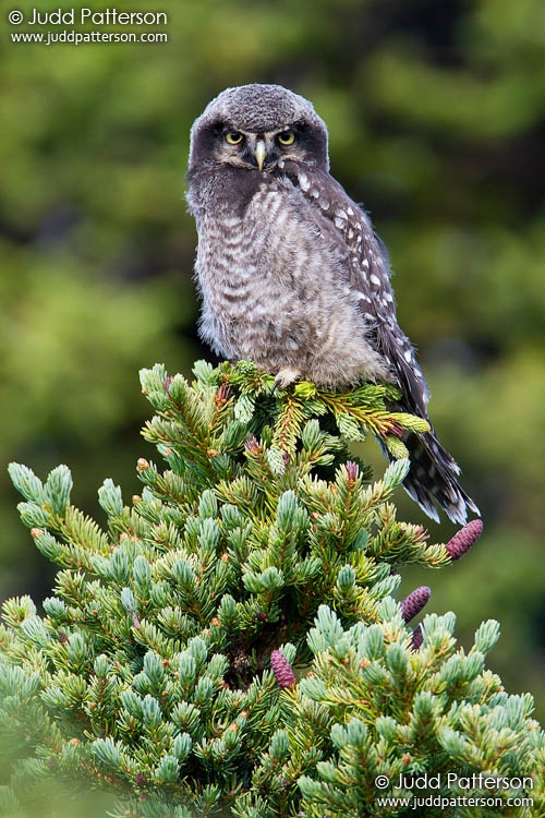 Northern Hawk Owl, Denali National Park, Alaska, United States