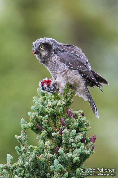 Northern Hawk Owl, Denali National Park, Alaska, United States