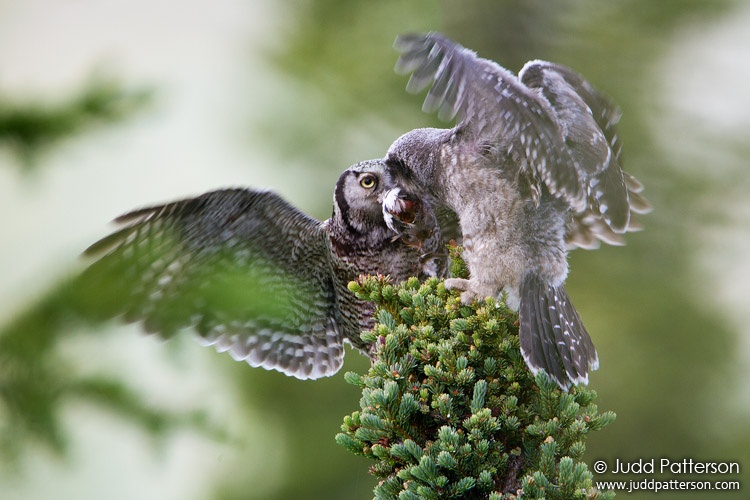Northern Hawk Owl, Denali National Park, Alaska, United States