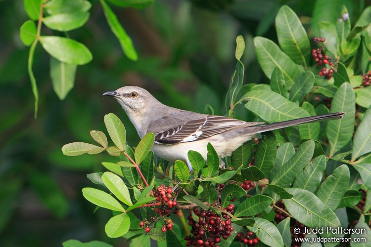 Northern Mockingbird, Markham Park, Broward County, Florida, United States