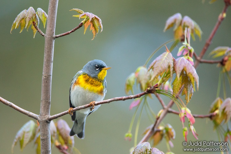 Northern Parula, East Outlet, Maine, United States