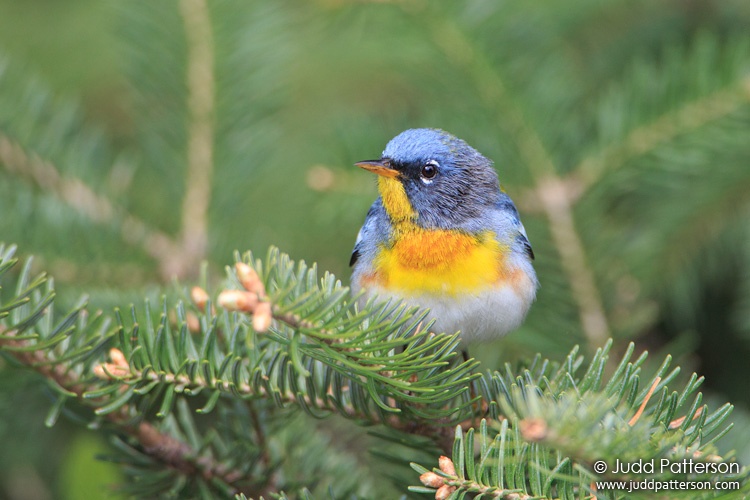 Northern Parula, Railroad Rd, Piscataquis County, Maine, United States