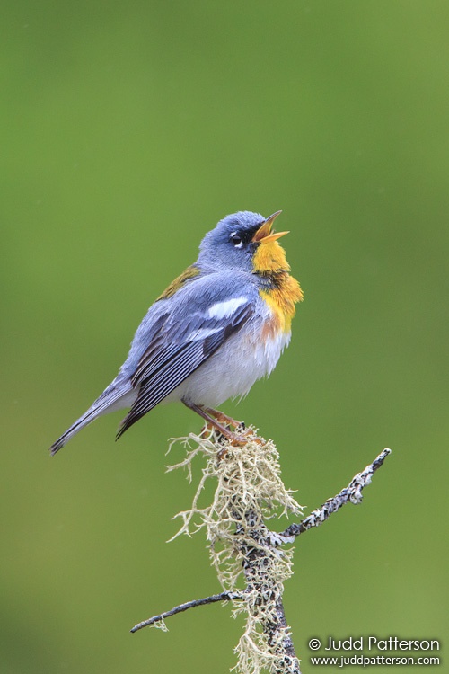 Northern Parula, Piscataquis County, Maine, United States