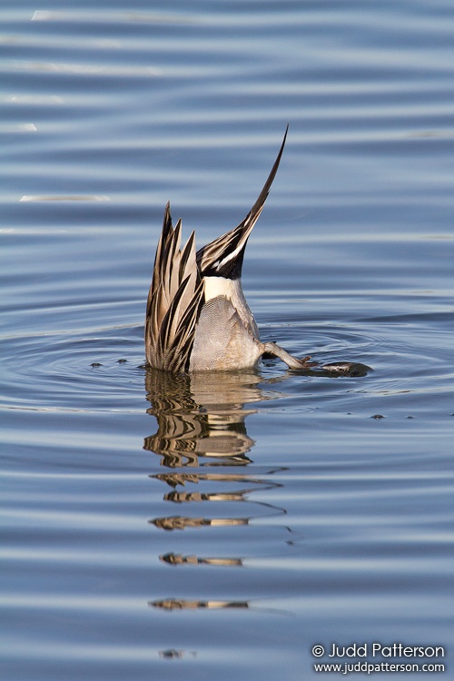 Northern Pintail, Bolsa Chica Ecological Reserve, California, United States
