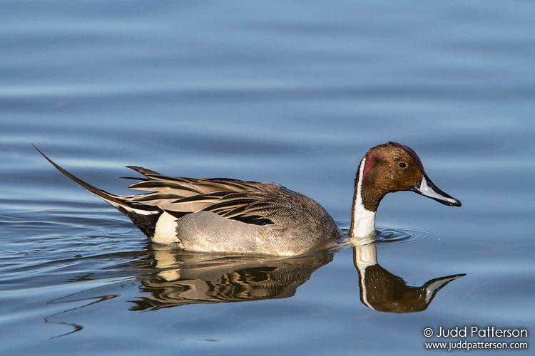 Northern Pintail, Bolsa Chica Ecological Reserve, California, United States