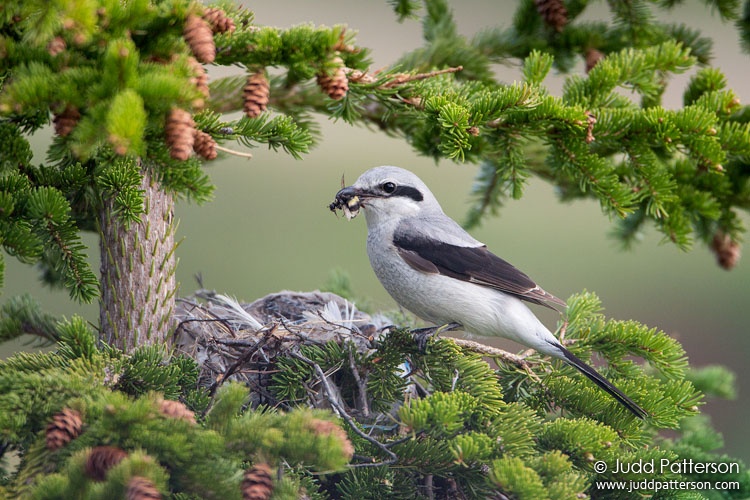 Northern Shrike, Seward Peninsula, Nome, Alaska, United States