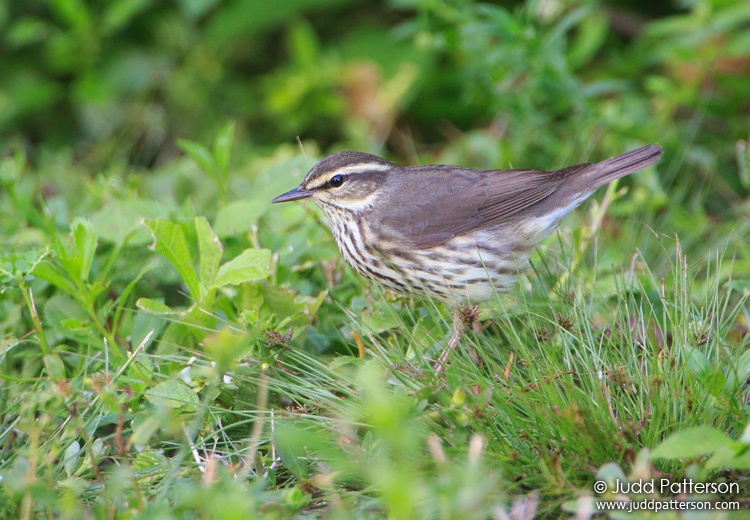 Northern Waterthrush, Bill Baggs Cape Florida State Park, Florida, United States