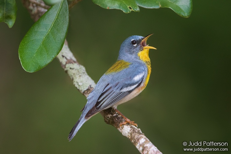 Northern Parula, Dinner Island Wildlife Management Area, Hendry County, Florida, United States