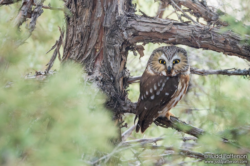 , Lory State Park, Larimer County, Colorado, United States