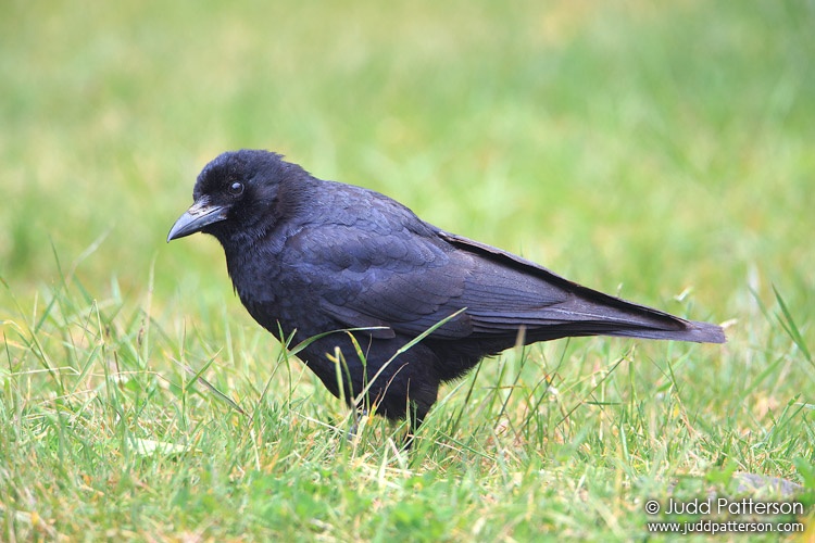 Northwestern Crow, Olympic National Park, Washington, United States