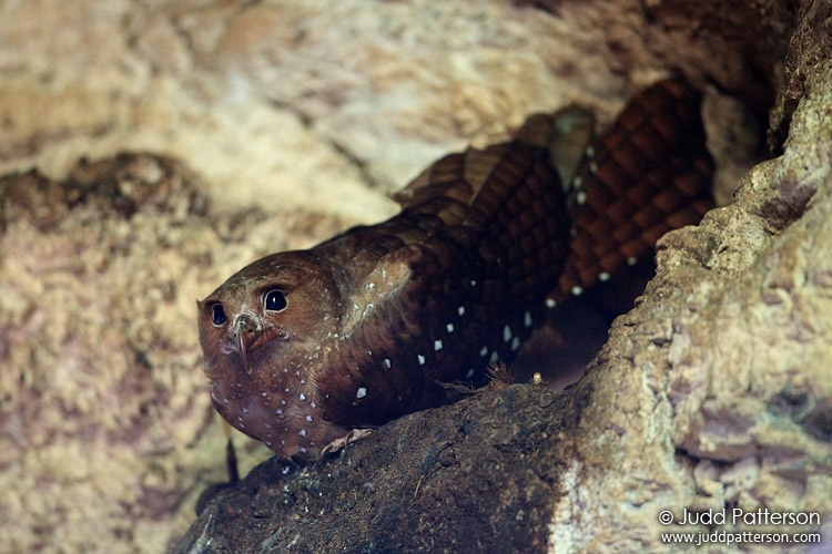 Oilbird, Asa Wright Nature Center, Trinidad, Trinidad and Tobago