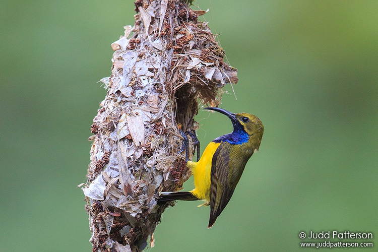 Olive-backed Sunbird, Daintree River, Queensland, Australia