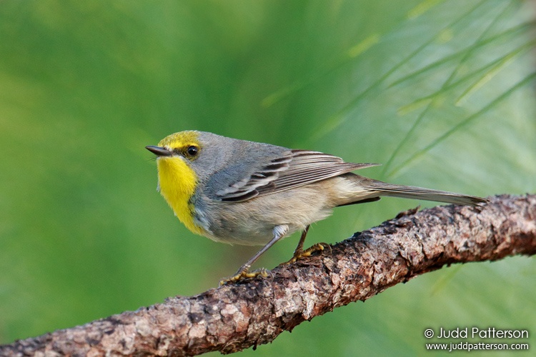 Olive-capped Warbler, Abaco National Park, South Abaco, Bahamas