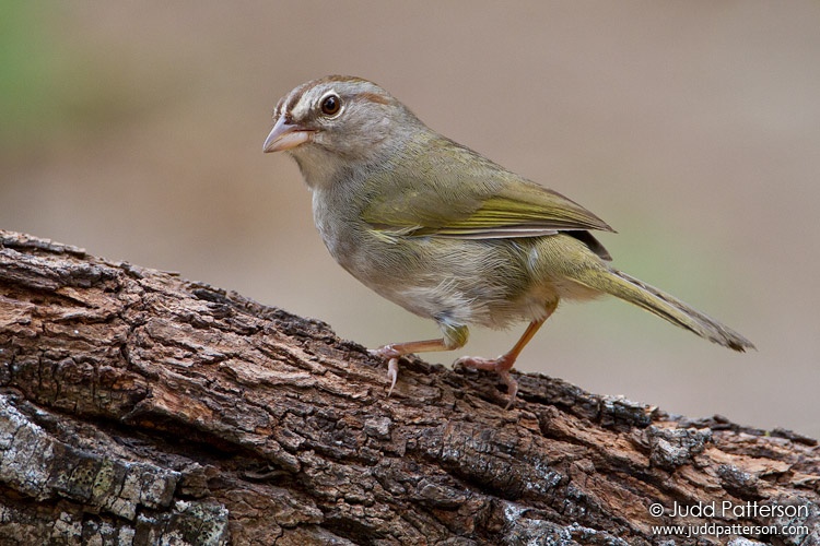 Olive Sparrow, Sabal Palm Sanctuary, Texas, United States
